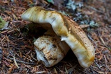 Tricholoma zelleri image