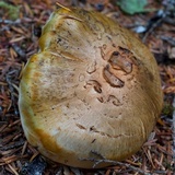 Tricholoma zelleri image