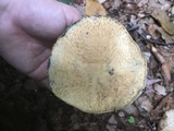 Gyroporus cyanescens image