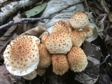Pholiota squarrosa image