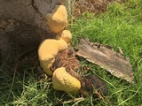 Ganoderma colossus image