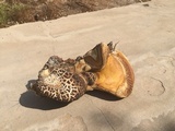 Ganoderma colossus image
