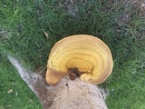 Ganoderma colossus image