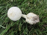 Amanita abrupta image