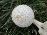 Amanita abrupta image