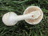 Amanita abrupta image