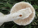Amanita abrupta image