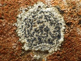 Buellia maritima image