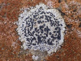 Buellia maritima image