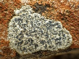 Buellia maritima image