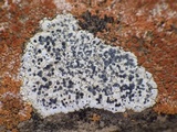 Buellia maritima image