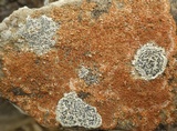 Caloplaca flavescens image