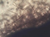 Buellia maritima image