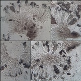 Buellia maritima image