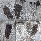 Buellia maritima image