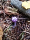 Cortinarius iodes image