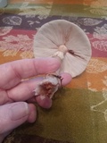 Amanita amerirubescens image