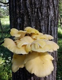 Pleurotus citrinopileatus image