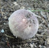 Russula mariae image