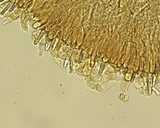 Peniophora aurantiaca image