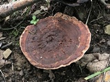 Hydnellum scrobiculatum image