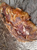 Ganoderma sessile image
