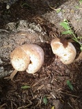 Ganoderma sessile image