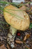 Boletus impolitus image