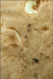 Boletus impolitus image