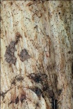 Boletus impolitus image