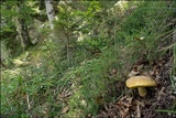 Boletus impolitus image