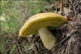 Boletus impolitus image