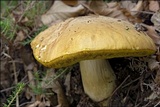 Boletus impolitus image