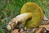 Boletus impolitus image