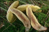 Boletus impolitus image
