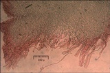 Boletus impolitus image