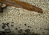 Ceriporia reticulata image