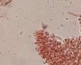 Ceriporia reticulata image