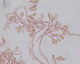 Ceriporia reticulata image