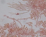 Ceriporia reticulata image