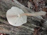 Melanoleuca alboflavida image