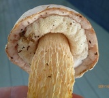 Austroboletus subflavidus image