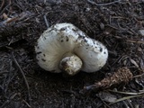 Agaricus inapertus image