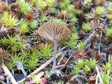 Arrhenia obscurata image
