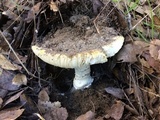 Amanita aprica image