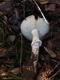 Amanita aprica image