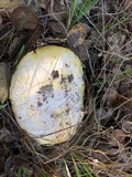 Amanita aprica image