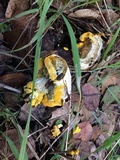 Hypomyces microspermus image