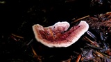 Hydnellum concrescens image