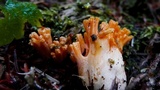 Ramaria longispora image